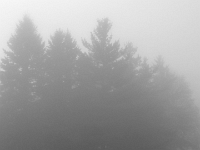 30207CrLeBw - One foggy morning with Andy.jpg
